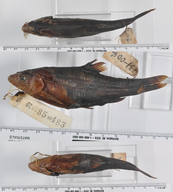 Sinocyclocheilus purpureus Li, 1985